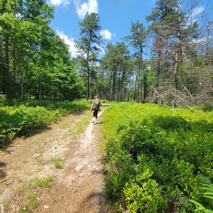 Southern Mass Bioreserve Loop Trail
