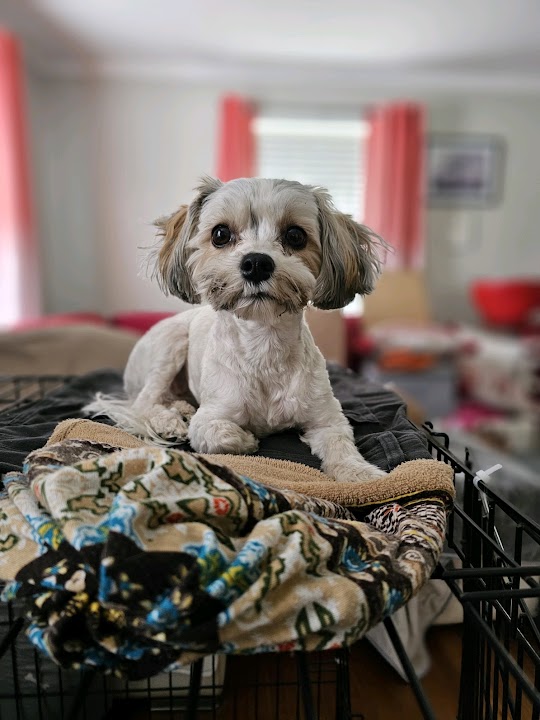 Paws ‘N’ Play