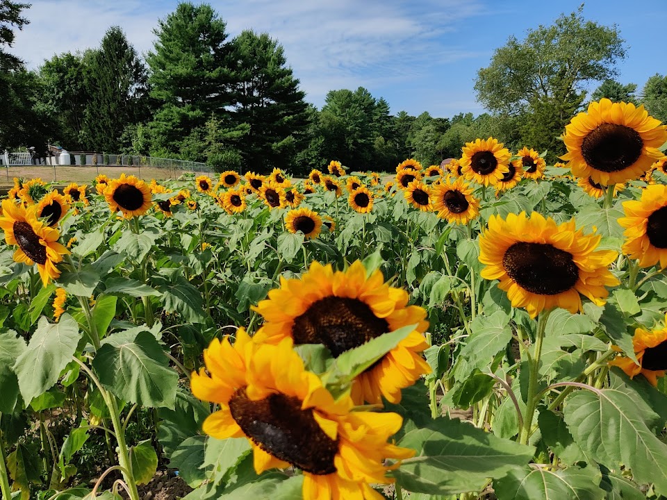 Anawan Farm