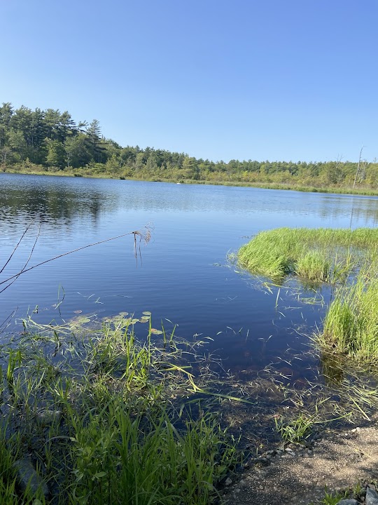 Grassi Bog
