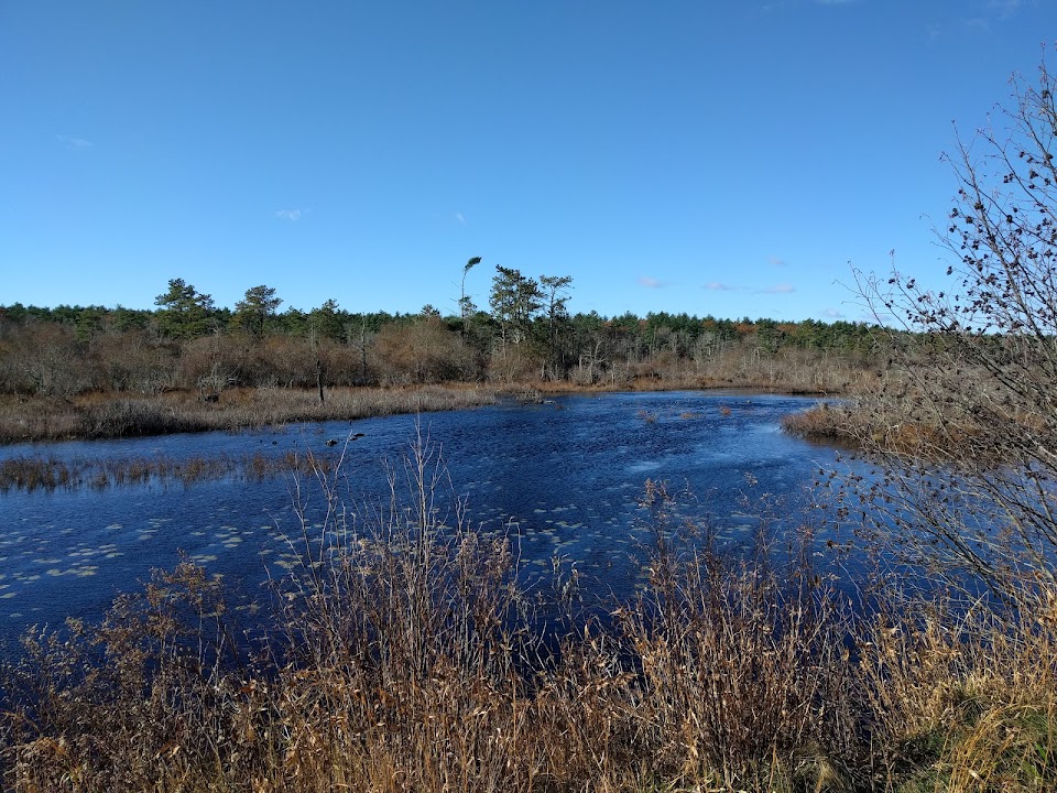 The Bogs