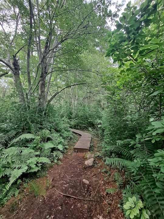 Dunham's Brook Conservation Area